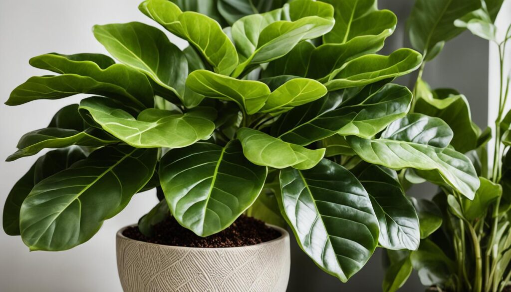 Fiddle-Leaf Fig